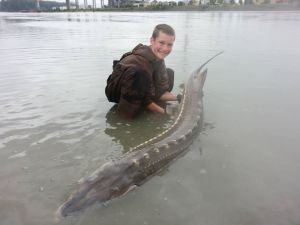 Vancouver Sturgeon