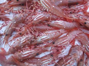 Vancouver prawn fishing Vancouver prawn fishing