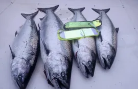 Vancouver Island Spring Salmon Packages